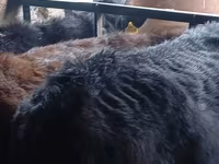 Bulle, Aberdeen-Angus — Foto 5