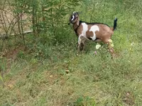 Billy Goat, Nubian Goat — photo 8