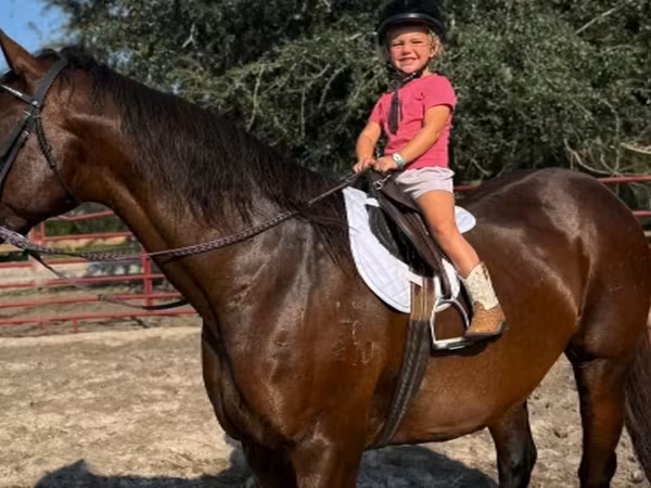 فرس, Quarter Horse