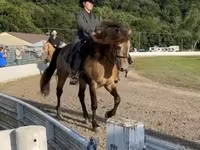 Caballo, Rocky Mountain Horse — foto 4