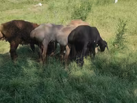 كبش, Kazakh fat-tailed coarsewool sheep — الصورة 2
