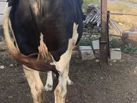 Kuh, Russian Black pied cattle — Foto 3