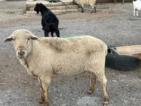 मेढ़ा, Hampshire sheep — फ़ोटो 7