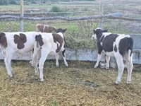 Bull, Cattle — photo 1