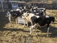 母牛, Cattle — 照片 2