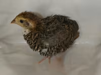 Quails — ფოტო 8