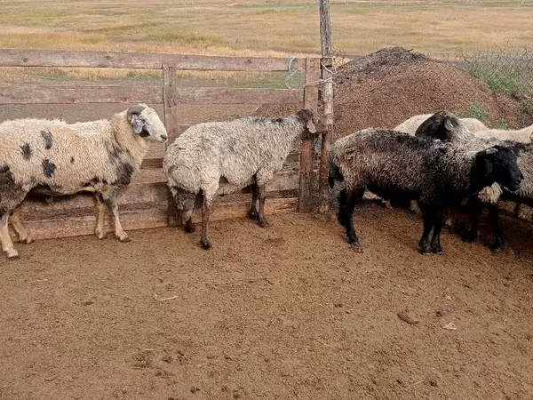 Ram, Sheep