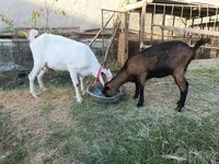 თხა, Saanen goat — ფოტო 2
