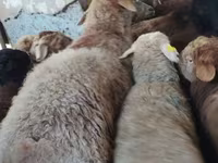 Ram, Sheep — photo 2