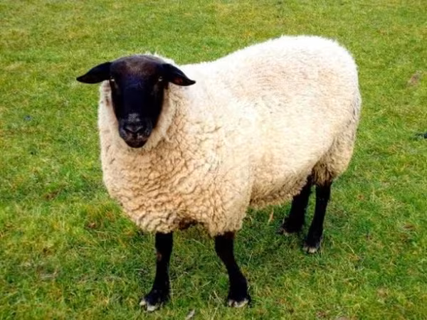 Oveja, Barbados Blackbelly sheep — Rusia