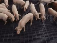 Boar, Pigs — photo 1
