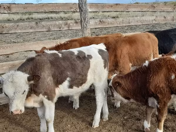 Vaca, Ganado vacuno
