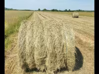 Baloți de earba — ფოტო 1