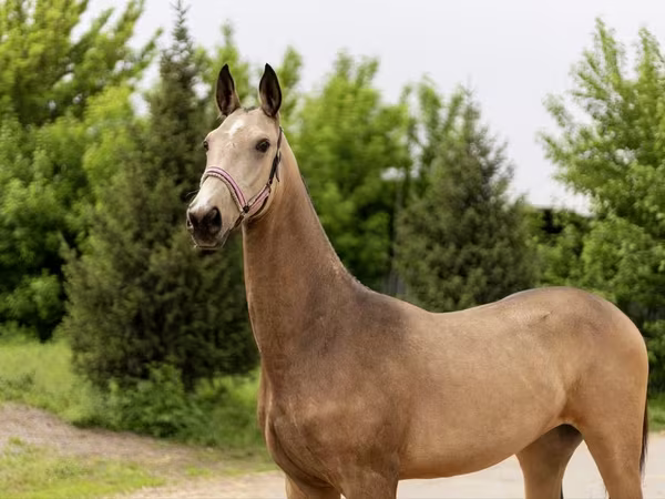 Stute, Akhal-Teke