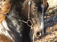 حصان, Rocky Mountain Horse — الصورة 5