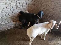 मेढ़ा, भेड़ — फ़ोटो 1