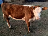 ხარი, Swiss cattle — ფოტო 4
