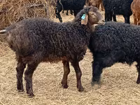 كبش, Edilbay sheep — الصورة 2
