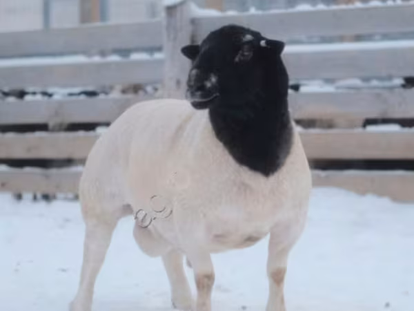 Ram, Dorper sheep — Russia