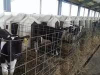 Toro, Ganado vacuno — foto 8