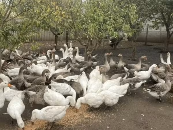 Geese — Russland
