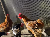 Chickens — फ़ोटो 6