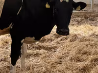 بقرة, Russian Black pied cattle — الصورة 5