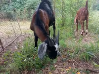 Billy Goat, Nubian Goat — photo 6