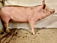 母猪, Pigs — 照片 5