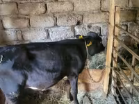Toro, Ganado vacuno — foto 3