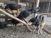 Chickens — ფოტო 4