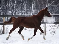 Stute, American shetland pony — Foto 5