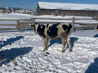 Kuh, Russian Black pied cattle — Foto 2