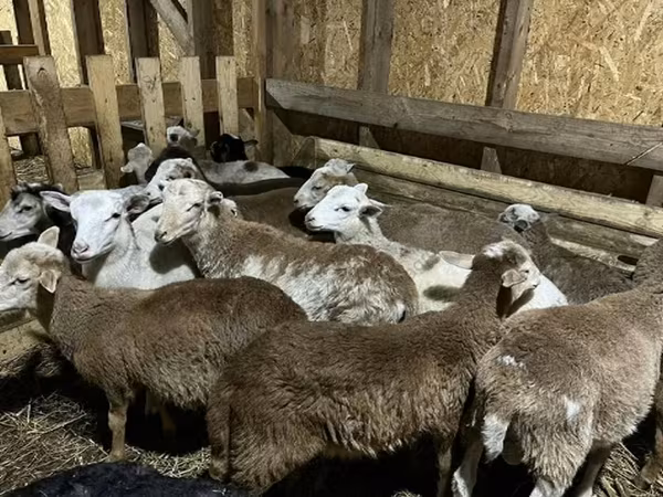 Ram, Katum sheep