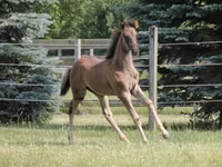 حصان, Rocky Mountain Horse — الصورة 4