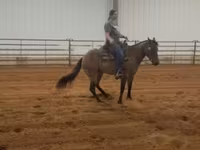 Stute, Quarter Horse — Foto 5