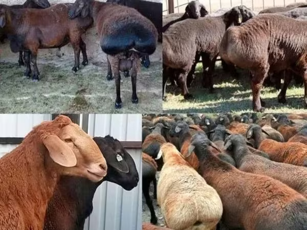 Ram, Sheep