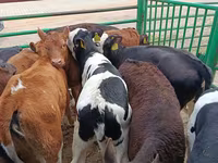 गाय, लिमोज़िन गाय — फ़ोटो 4