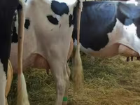 ძროხა, Swiss cattle — ფოტო 2