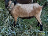 बकरा, बकरियाँ — फ़ोटो 1