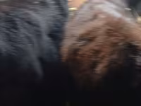 Bulle, Aberdeen-Angus — Foto 7