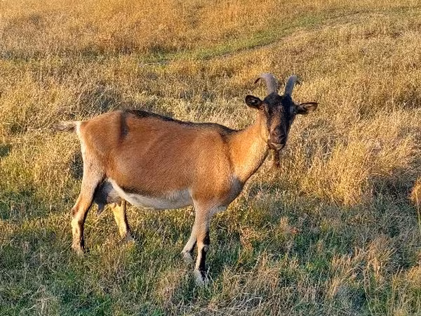 Cabra, Alpine goat