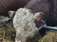 Bulle, Holstein-Rasse — Foto 4