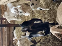 बकरी, Nubian Goat — फ़ोटो 5