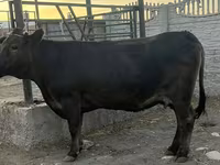 母牛, Cattle — 照片 2