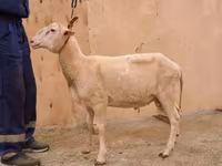 मेढ़ा, East Friesian Dairy sheep — फ़ोटो 2