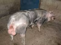 Eber, Schweine — Foto 1