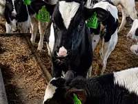 بقرة, Russian Black pied cattle — الصورة 7