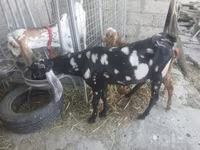 თხა, Beetal goats — ფოტო 8