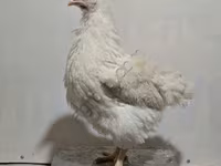 ჰაისექს — ფოტო 3
